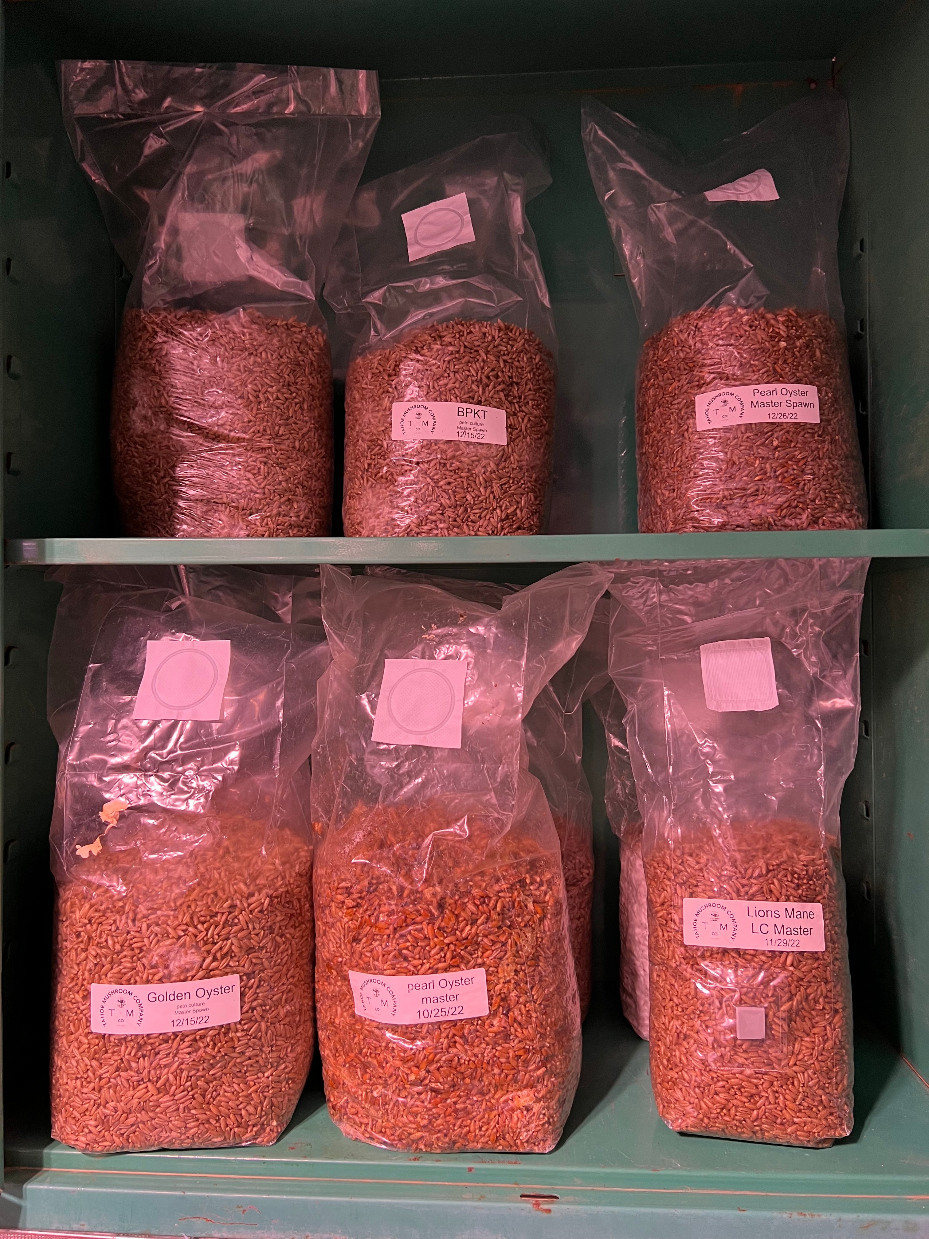 sterilized-rye-grain-tahoemushroomcompany