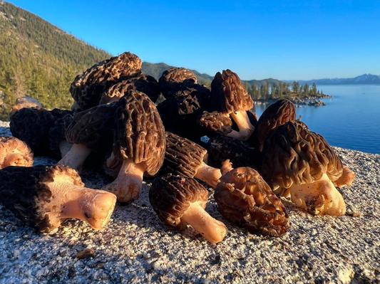 Tahoe Mushroom Fall Foray Experience: Sierra Nevada Mushroom Foraging Adventure + Gourmet & Medicinal Mushrooms with Mushroom-Themed Lunch