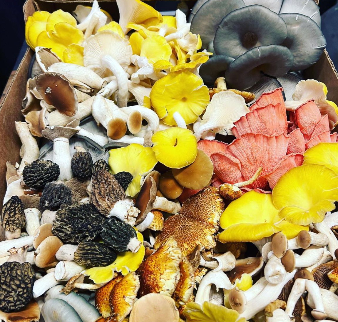 Tahoe Mushroom Fall Foray Experience: Sierra Nevada Mushroom Foraging Adventure + Gourmet & Medicinal Mushrooms with Mushroom-Themed Lunch