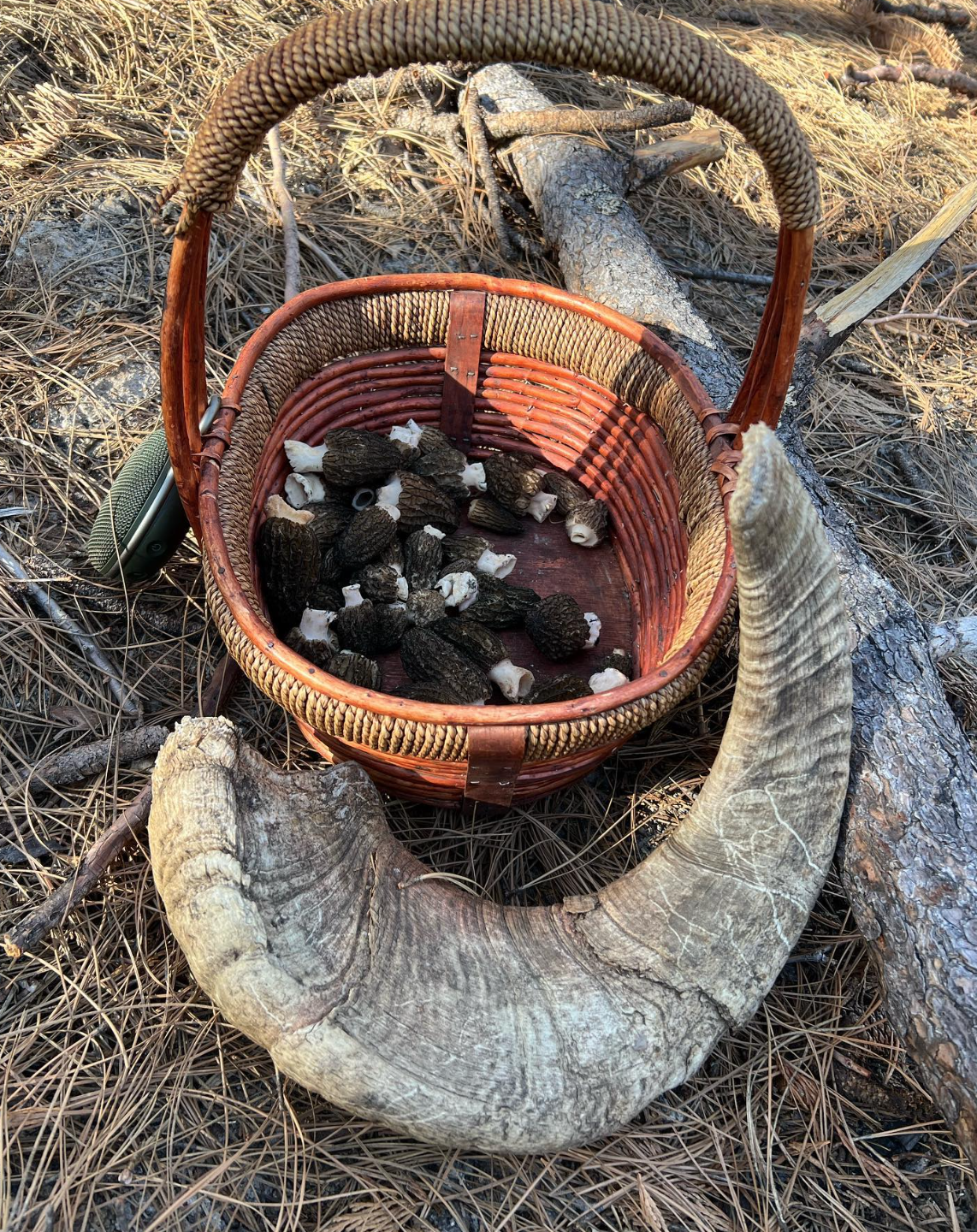 Tahoe Mushroom Fall Foray Experience: Sierra Nevada Mushroom Foraging Adventure + Gourmet & Medicinal Mushrooms with Mushroom-Themed Lunch