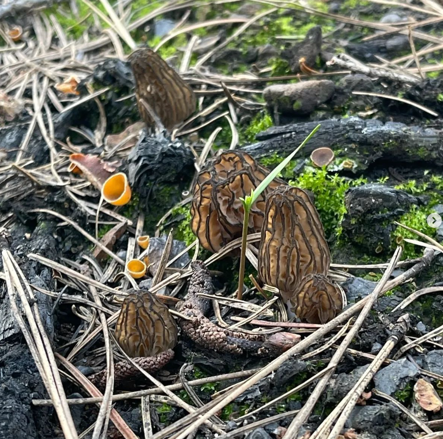 Tahoe Mushroom Fall Foray Experience: Sierra Nevada Mushroom Foraging Adventure + Gourmet & Medicinal Mushrooms with Mushroom-Themed Lunch