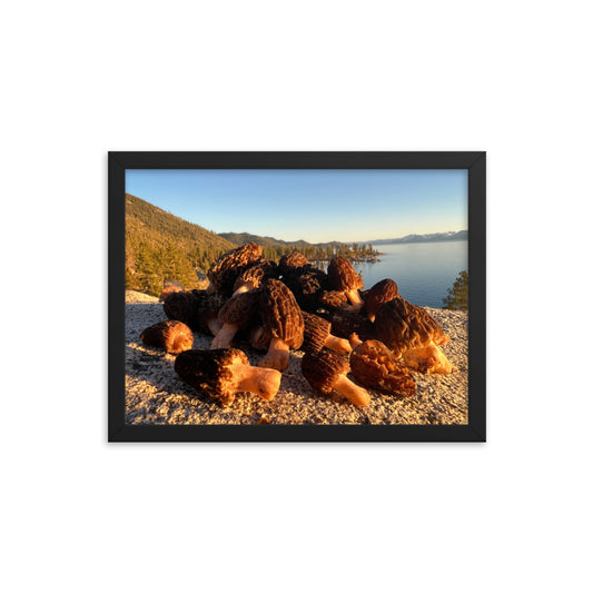Framed "Tahoe has Morels" picture