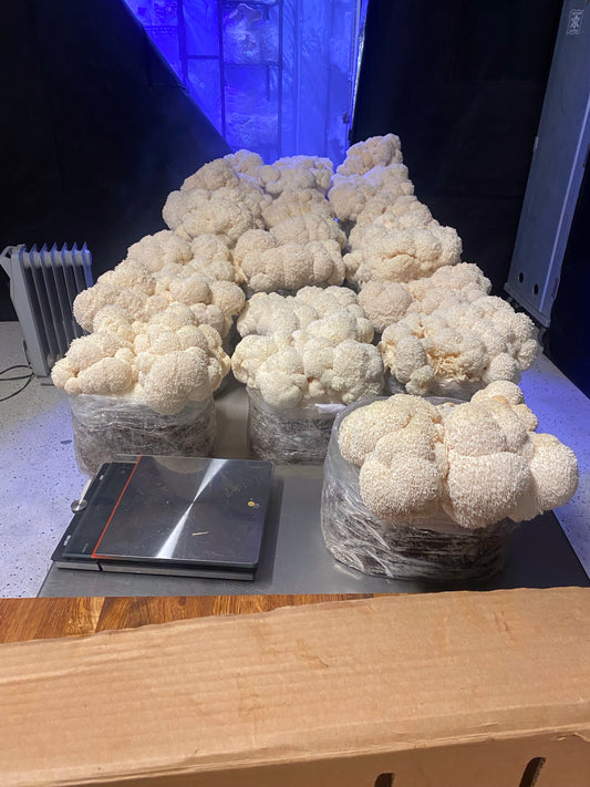 "Grow Your Own" Lion's Mane